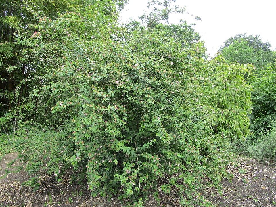 File:Abelia parvifolia, cultivated, Hillier Gardens (27810712686).jpg