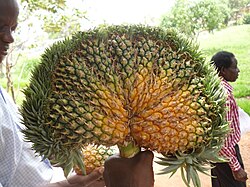 Pineapple