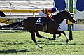 Saintpaulia Sho