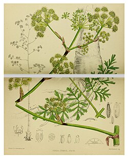 Ferula sumsul illustration