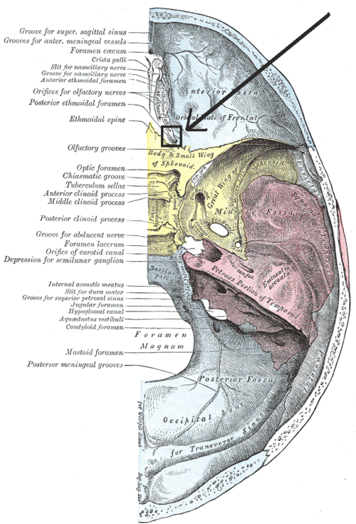 File:Foramen ethmoidale posterius.PNG