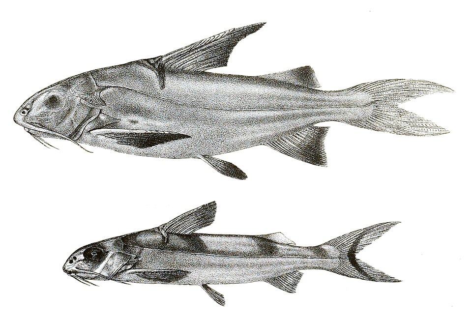 File:Gagata cenia Mintern 115.jpg