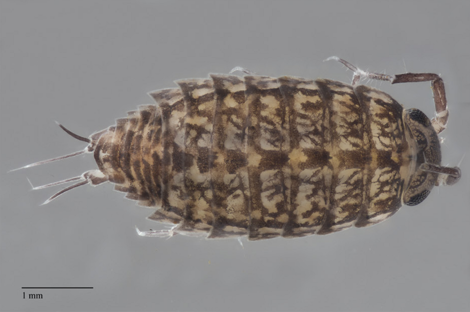 File:Ligidium whiteoak.png