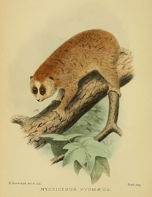 File:Nycticebus pygmaeus 1907.jpg