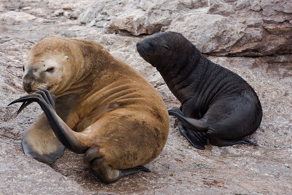 File:Otaria flavescens -Patagonia-8.jpg