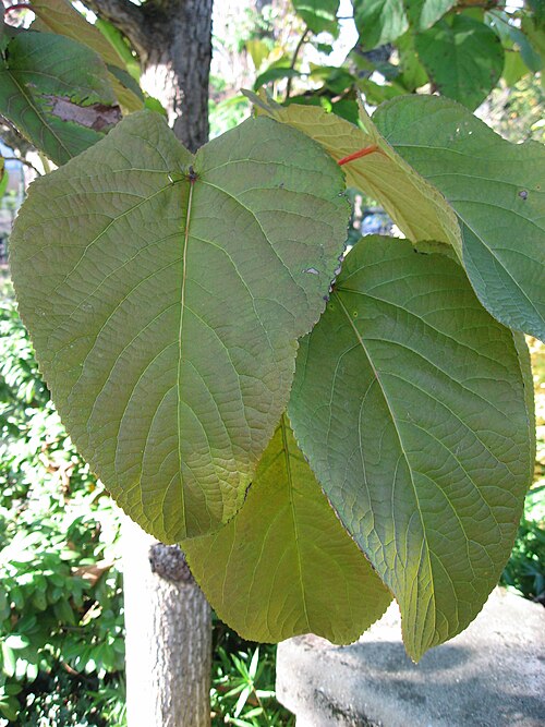 File:Populus lasiocarpa leaves 01 by Line1.JPG