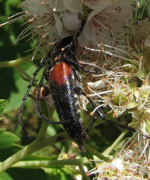 File:Stictoleptura canadensis canadensis.jpg