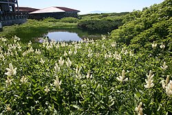 in Mount Haku