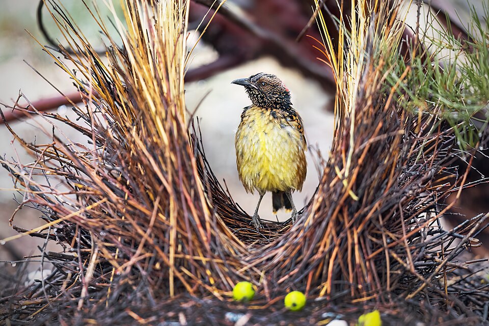 File:Western Bowerbird 0A2A0436.jpg