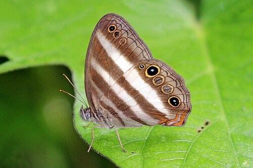 White satyr Pareuptychia ocirrhoe Panama