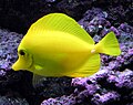 Image 56The yellow tang, a usually placid surgeon fish, can erect spines in its tail and slash at its opponent with rapid sideways movements. (from Coral reef fish)