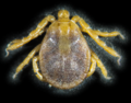 Thumbnail for version as of 04:27, 30 October 2025