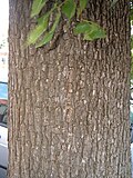 Bark of same