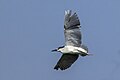 Adult in flight, Cyprus