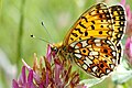 The small pearl-bordered fritillary butterfly