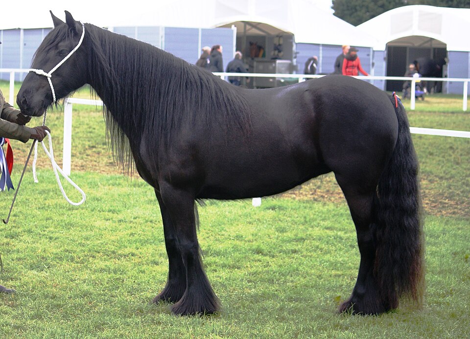 File:Champion Dales Pony.jpg