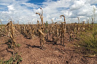Agricultural changes. Droughts, rising temperatures, and extreme weather negatively impact agriculture. Shown: Texas, US (2013).