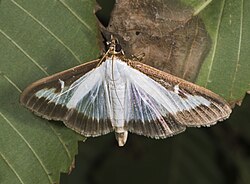 &nbsp;Imago