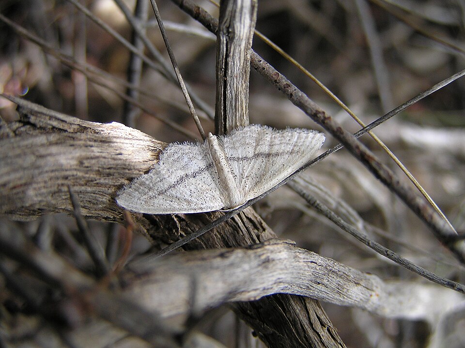 File:Idaea mediaria FvL.jpg