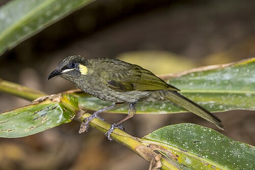 Lewin's honeyeater Meliphaga lewinii mab Australia