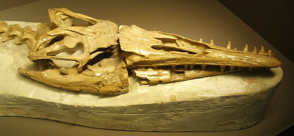 File:Mosasaurus IRSNB R3211 ghedo.jpg