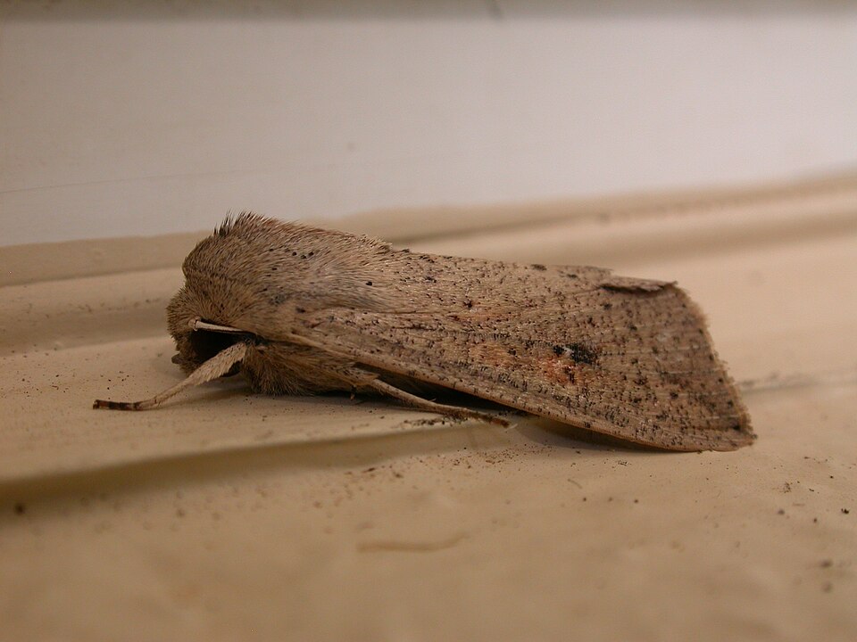 File:Mythimna convecta1.jpg