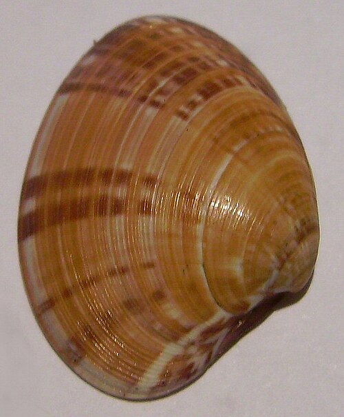 File:Notocallista multistriata.JPG