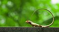 Image 2The oriental garden lizard, eastern garden lizard or changeable lizard (Calotes versicolor) is an agamid lizard found widely distributed in Asia. The pictured specimen was photographed at National Botanical Gardens, Dhaka.Photo Credit: Azim Khan Ronnie