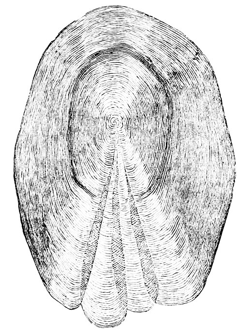 File:PSM V35 D075 Scale of pike.jpg