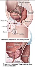 Position of the urethra in males