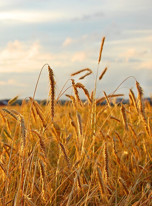 File:Rye field.jpg