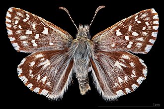 Pyrgus malvoide ♂