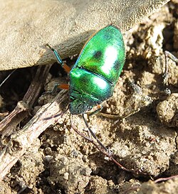 Lampromicra miyakona from Japan.