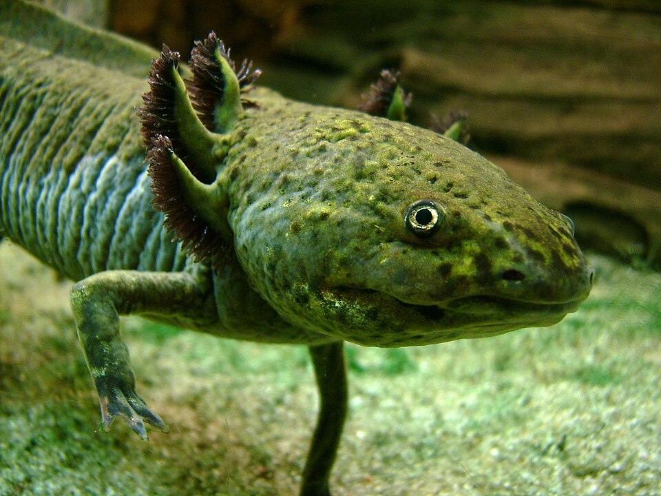 File:Axolotl Portrait.jpg