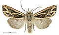 Thumbnail for version as of 00:56, 1 June 2017