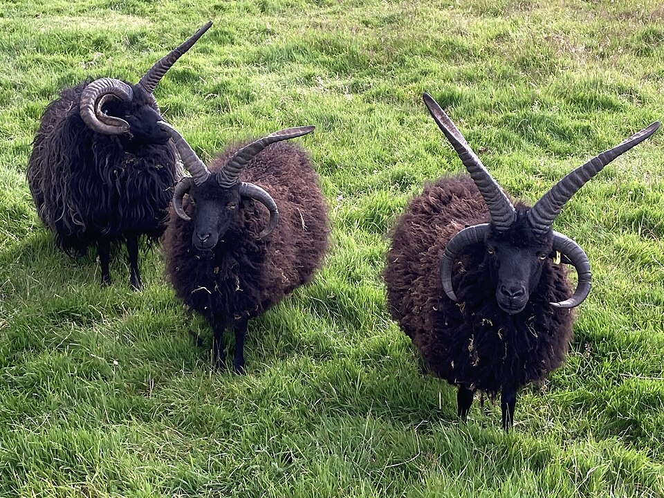 File:Group hebridean rams.jpg