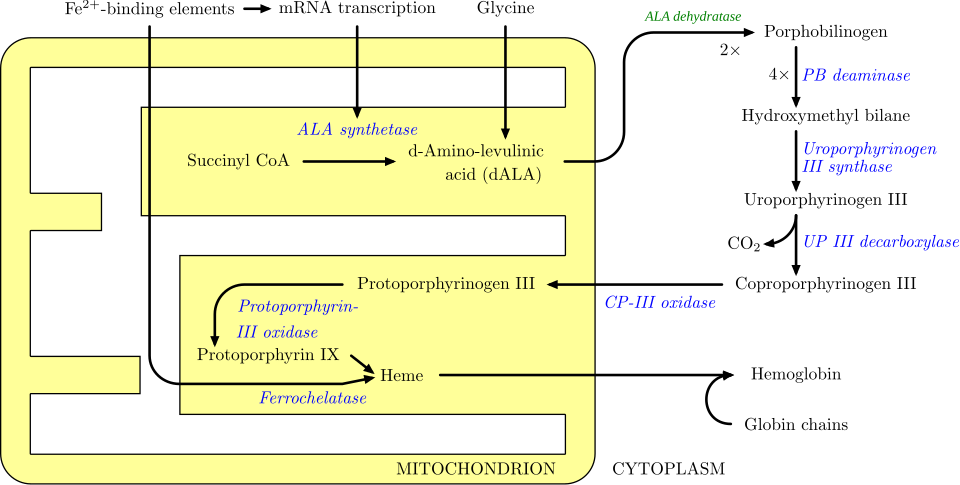 File:Heme synthesis.svg