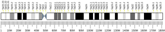 Chromosome 5 (human)