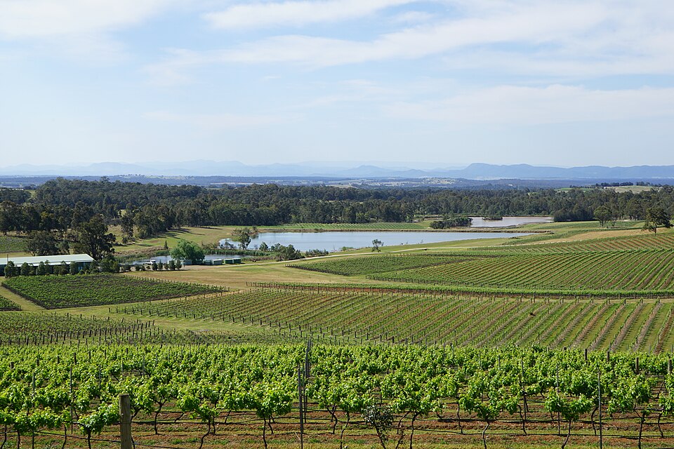 File:Hunter Valley Vineyards (23754488685).jpg
