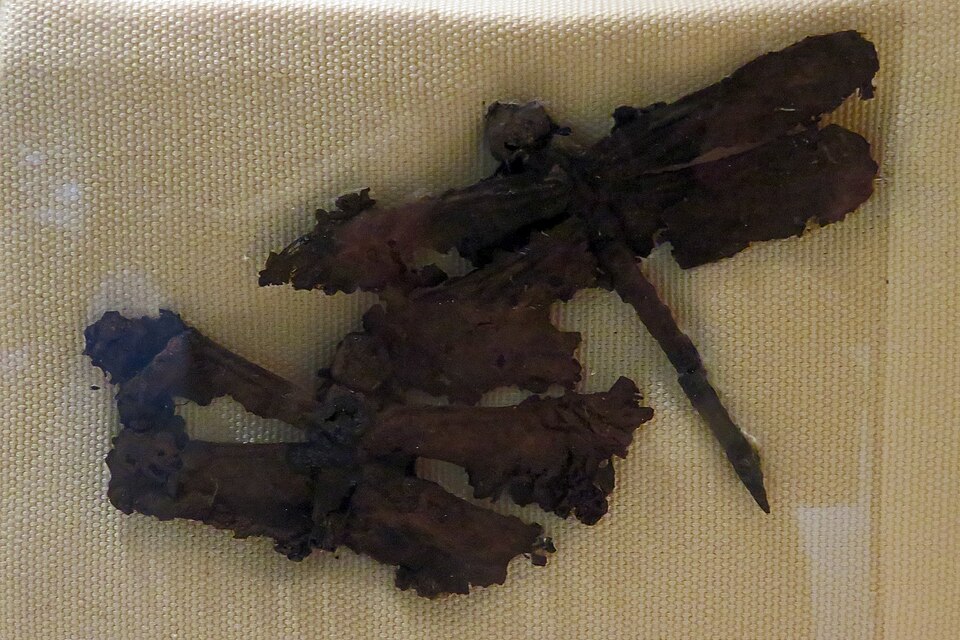 File:La Brea Tar Pits, Odonata sp.jpg
