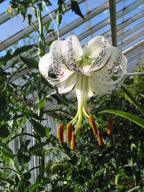 File:Lilium taliense.jpg