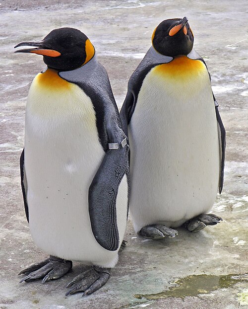 File:Penguins Edinburgh Zoo 2004 SMC.jpg