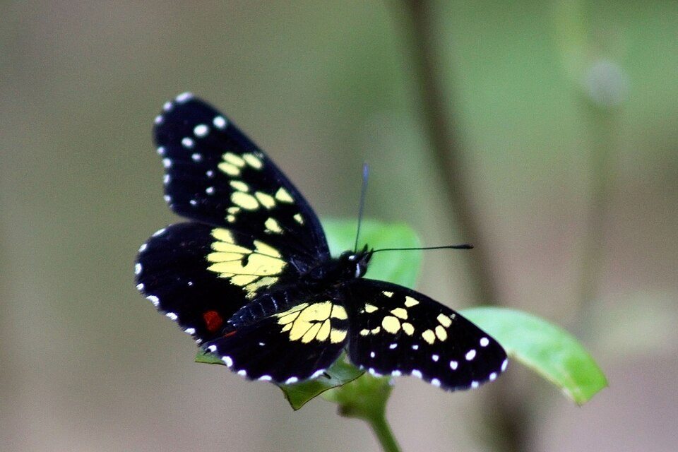 File:Poecile checkerspot (Chlosyne poecile).jpg
