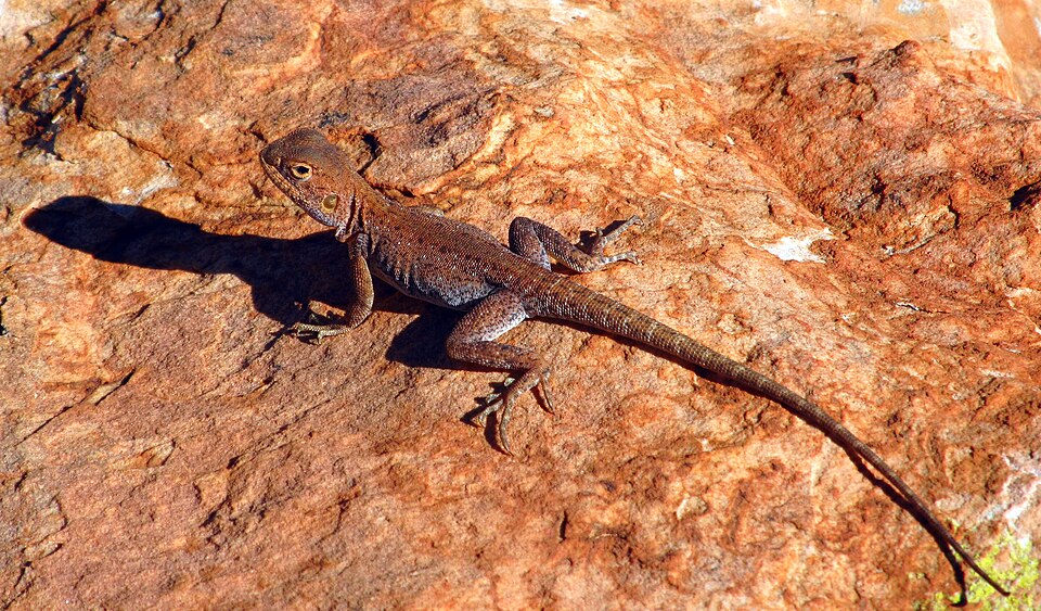 File:Ring-tailed Dragon (Ctenophorus caudicinctus) (8851937562).jpg
