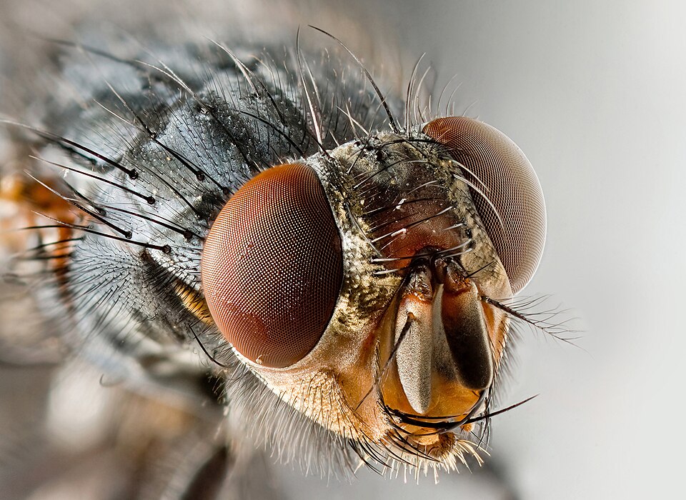 Musca domestica
