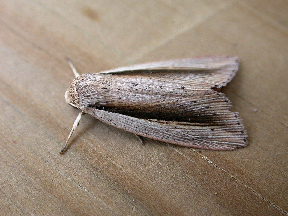 File:Senta flammea.jpg