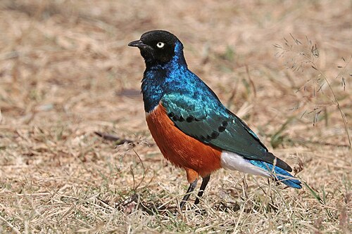 Superb starling Lamprotornis superbus Ethiopia