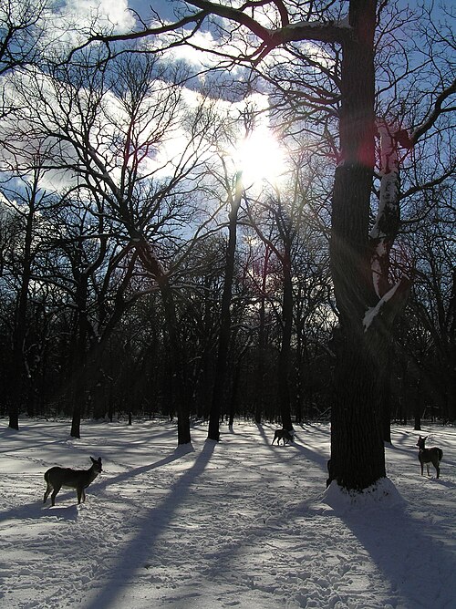 File:White-tailed deer in Cook County, Illinois.jpg