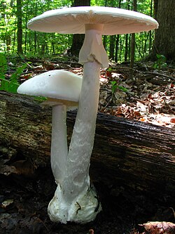 Amanita bisporigera fruit bodies