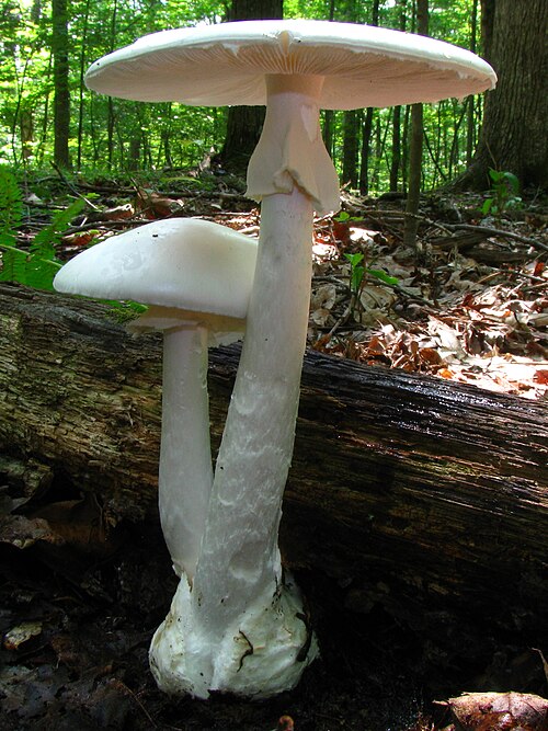 File:Amanita bisporigera 17932.jpg